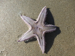 Astropecten armatus