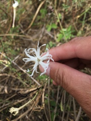Silene fissipetala