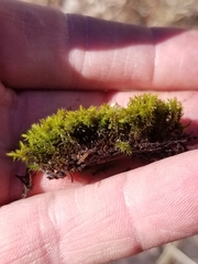 Racomitrium microcarpon