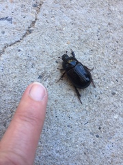 Adoryphorus coulonii