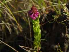 Polygala timoutou