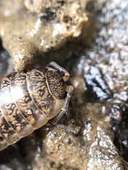 Porcellio gallicus