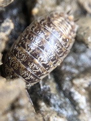 Porcellio gallicus