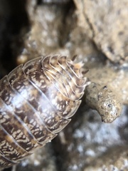 Porcellio gallicus