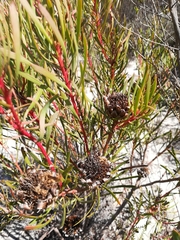 Protea scolymocephala
