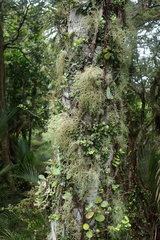 Usnea baileyi