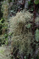Usnea baileyi