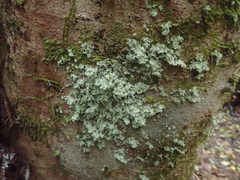 Roccellinastrum neglectum