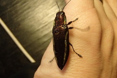Iridotaenia albivittis