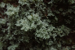 Roccellinastrum neglectum