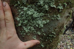 Roccellinastrum neglectum