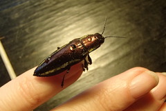 Iridotaenia albivittis