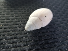 Euglandina rosea