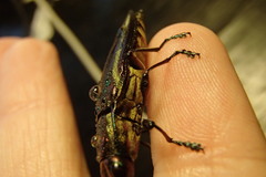 Iridotaenia albivittis
