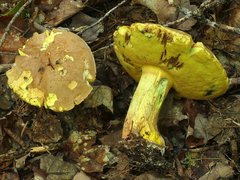 Butyriboletus brunneus