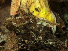 Butyriboletus brunneus