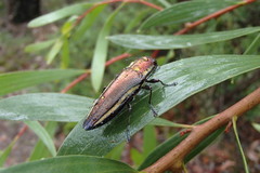 Iridotaenia albivittis