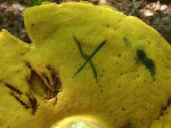 Butyriboletus brunneus