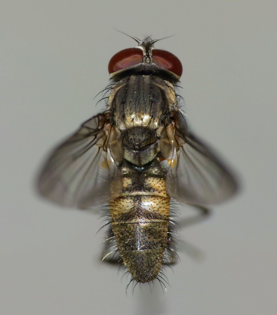 Lesser House Fly