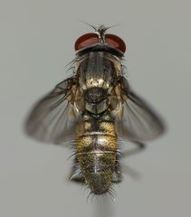 Lesser House Fly