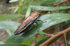 Iridotaenia albivittis