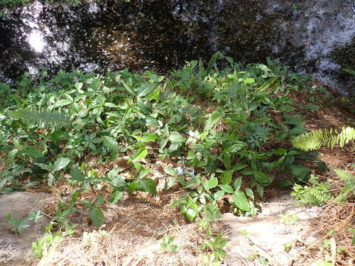 Syngonium podophyllum image