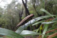 Iridotaenia albivittis