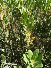 Euclea racemosa