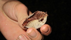 Anthracophyllum