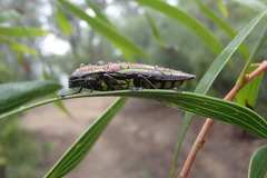 Iridotaenia albivittis