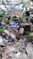 Scilla bifolia