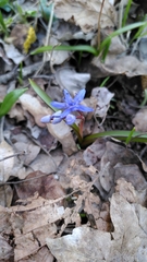 Scilla bifolia