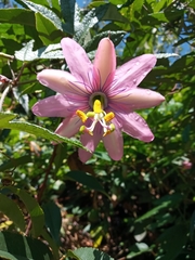Passiflora pinnatistipula