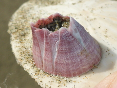 Paraconcavus pacificus