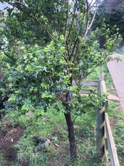 Rhaphithamnus venustus