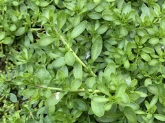 Calibrachoa parviflora