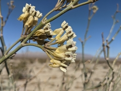 Asclepias albicans × subulata