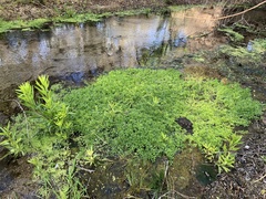 Calibrachoa parviflora