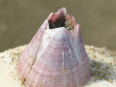 Paraconcavus pacificus