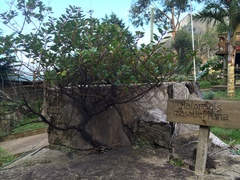 Haloragis masatierrana