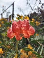 Caiophora chuquitensis