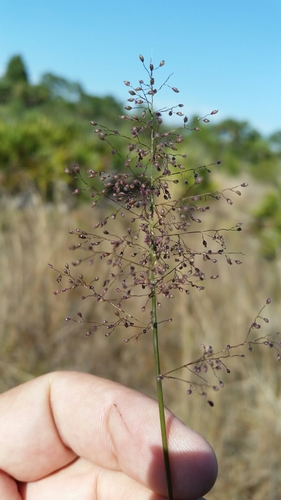 Image of White-Edged Witchgrass (Dichanthelium tenue) by (c) Jay Horn, some rights reserved (CC BY)