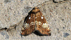 Dysmilichia gemella