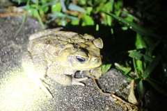 Rhinella marina