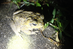 Rhinella marina