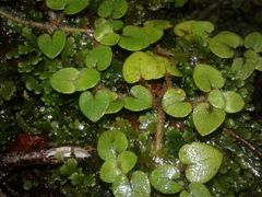 Nertera villosa