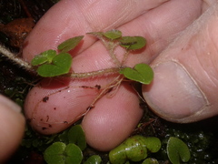 Nertera villosa