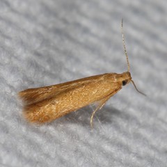 Tischeria
