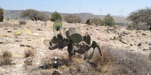 Image of Opuntia streptacantha by (c) Tereso Hernández Morales, some rights reserved (CC BY)