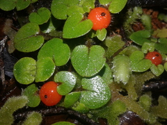 Nertera villosa